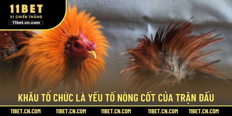 Khâu tổ chức là yếu tố nòng cốt của trận đấu
