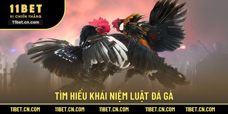 Tìm hiểu khái niệm luật đá gà